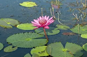 Aquatic Plant Gallery: Pink water lilly, Cambodia, Southeast Asia