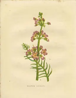 Spck Prints: Pink water violet wildflower Victorian botanical print by Anne Pratt