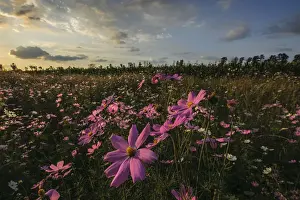 Pink and White Cosmos (Bidens formosa) Wildflowers Landscape at Sunset, Magaliesburg, Gauteng Province, South Africa