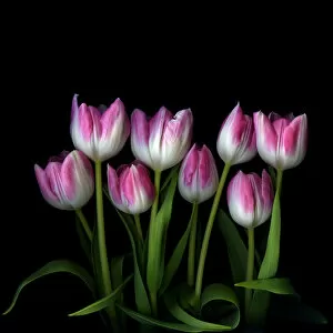 Images Dated 9th November 2013: Pink and white tulips
