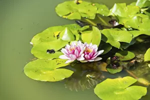 Pink and white Water Lily -Nymphaea spp.- in a pond