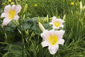 Images Dated 16th July 2012: Pink and yellow daylilies -Hemerocallis-, flowers, Quebec Province, Canada