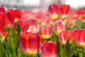 Images Dated 29th March 2016: Pink and Yellow Tulips in Bloom