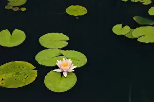 Pink and yellow Water Lily -Nymphaea- on the surface of a pond, Quebec Province, Canada