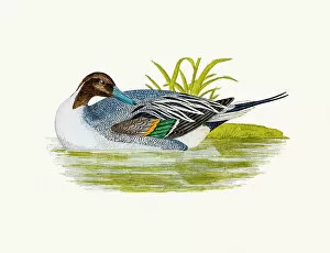 The History of British Birds by Morris Gallery: Pintail Duck Waterfowl bird
