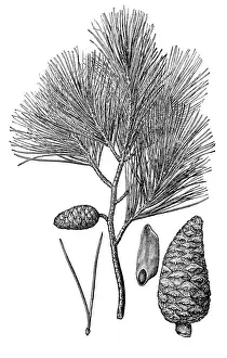Cone Prints: Pinus halepensis (Aleppo pine)