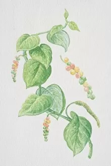 Piper nigrum, Pepper, flowering vine