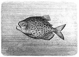 Fang Prints: Piranha Piraya (Pygocentrus piraya)