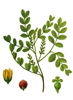 Pistacia lentiscus (mastic)