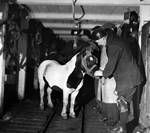 Pony Prints: Pit Pony