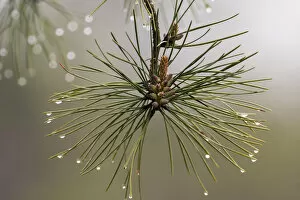 Images Dated 29th April 2017: Pitch pine needles after rain