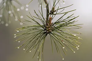 Images Dated 29th April 2017: Pitch pine needles after rain