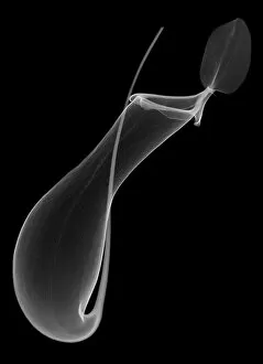 Xray Collection: Pitcher plant (Nepenthes coccinea) pitcher, X-ray