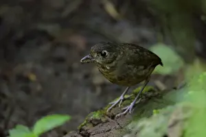 One Bird Prints: Plain-backed Antpitta (Grallaria haplonota) foraging