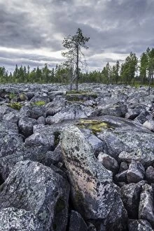 Plain covered in rocks, with one solitary pine tree, Jokkmokk, Norrbotten County, Sweden
