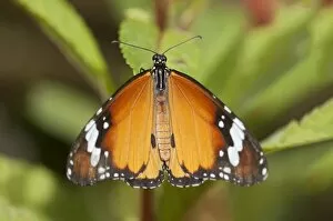 Images Dated 18th November 2011: Plain tiger, African monarch -Danaus chrysippus-, tropical butterfly, Phuket, Thailand