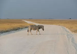 Images Dated 17th August 2012: Plains Zebra or Burchells Zebra -Equus burchelli- crossing a dirt road, Etosha National Park