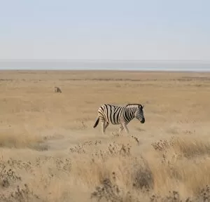 Images Dated 17th August 2012: Plains Zebra or Burchells Zebra -Equus burchelli-, Etosha National Park, Namibia