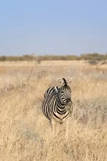 Images Dated 17th August 2012: Plains Zebra or Burchells Zebra -Equus burchelli-, Etosha National Park, Namibia