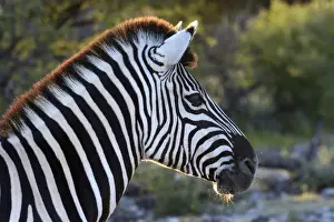 Plains Zebra or Burchells Zebra -Equus quagga-, portrait, Etosha National Park, Namibia