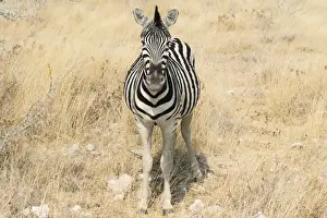 Savanna Prints: Plains Zebra or Burchells Zebra -Equus quagga burchelli- in bushland