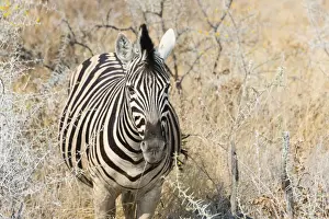 Savanna Prints: Plains Zebra or Burchells Zebra -Equus quagga burchelli- in bushland
