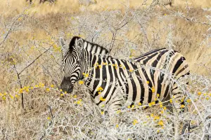 Savanna Prints: Plains Zebra or Burchells Zebra -Equus quagga burchelli- in bushland