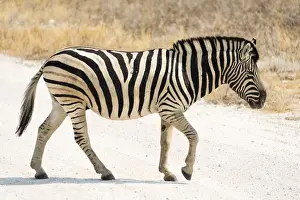 Plains Zebra or Burchells Zebra -Equus quagga burchelli- crossing a road, Etosha National Park, Namibia