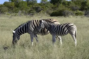 Foal Prints: Plains Zebra or Burchells Zebra -Equus quagga- with a foal, Etosha National Park, Namibia