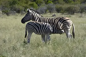 Plains Zebra or Burchells Zebra -Equus quagga- suckling a foal, Etosha National Park, Namibia