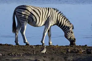 Plains Zebra or Burchells Zebra -Equus quagga- at a waterhole, Etosha National Park, Namibia