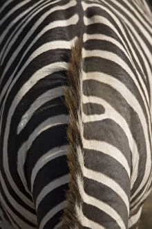 Plains zebra (Equus Burchelli), close-up of patterned hide