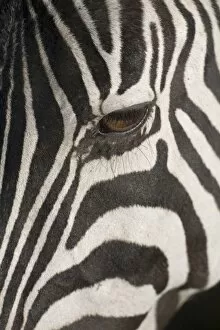 Tanzania Gallery: Plains zebra (Equus burchelli), close-up of eye