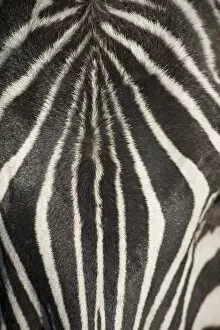 Plains Zebra Gallery: Plains zebra (Equus Burchelli), close-up of head