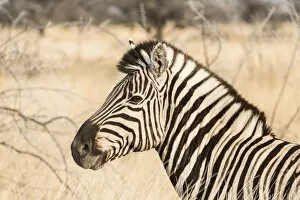 Plains Zebra Gallery: Plains Zebra -Equus burchellii-, Etosha National Park, Namibia