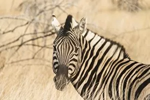 Plains Zebra -Equus burchellii-, Etosha National Park, Namibia