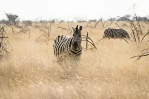 Plains Zebra -Equus burchellii- standing in dry grass, Etosha National Park, Namibia