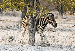 Plains Zebra -Equus burchellii- using a tree as a scratching post, Etosha National Park, Namibia