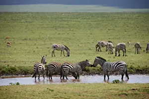 Plains Zebra, Equus quagga