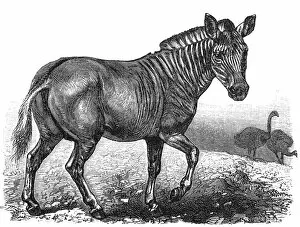 Plains Zebra Gallery: Plains zebra (Equus quagga)