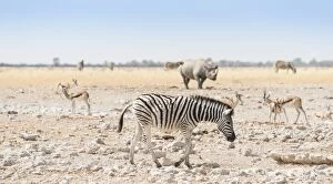 Images Dated 20th August 2012: Plains Zebra -Equus quagga-, behind a black rhino -Diceros bicornis-, Etosha National Park, Namibia