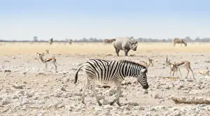 Rhinocerotidae Prints: Plains Zebra -Equus quagga-, behind a black rhino -Diceros bicornis