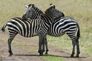 Images Dated 27th September 2013: Plains Zebra -Equus quagga burchelli-, typical position for mutual insect repellent, Maasai Mara