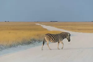 Plains Zebra -Equus quagga- crossing dirt road, Etosha National Park, Namibia