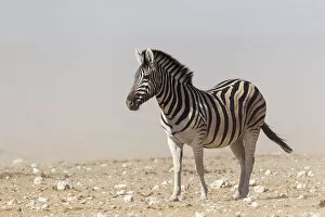 Images Dated 21st July 2013: Plains Zebra -Equus quagga-, Etosha National Park, Namibia