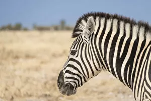 Images Dated 20th August 2012: Plains Zebra -Equus quagga-, Etosha National Park, Namibia