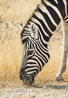Images Dated 20th August 2012: Plains Zebra -Equus quagga-, Etosha National Park, Namibia