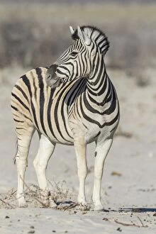 Plains Zebra -Equus quagga-, Etosha National Park, Namibia