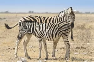 Images Dated 20th August 2012: Plains Zebra -Equus quagga- with foal, Etosha National Park, Namibia