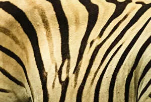 Stripe Collection: Plains Zebra -Equus quagga-, fur detail, Etosha National Park, Namibia, Africa